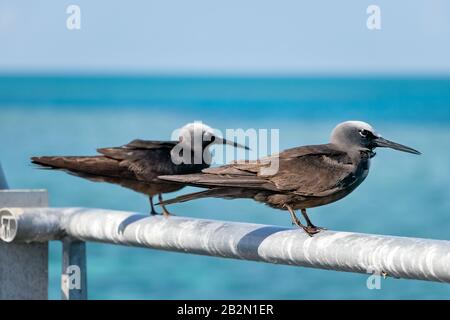 Deux oiseaux de mer hochés blancs noirs perchés sur le récif de Hardy, Australie. Banque D'Images