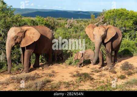 Éléphants boueux et mollet marchant dans le bush dans le parc national Addo Elephant, le Cap oriental, Afrique du Sud Banque D'Images