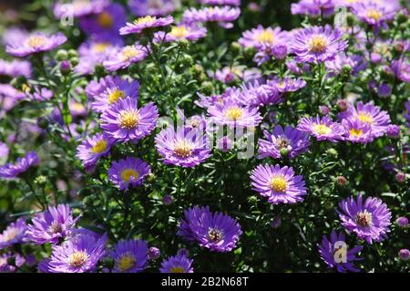 Petits pains de fleurs en bois d'aster violet Banque D'Images