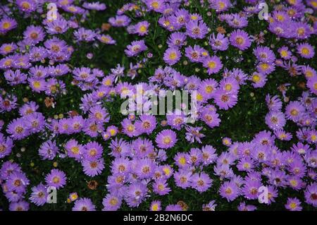 Petits pains de fleurs en bois d'aster violet Banque D'Images