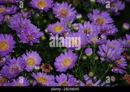 Petits pains de fleurs en bois d'aster violet Banque D'Images