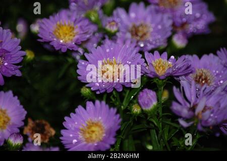 Petits pains de fleurs en bois d'aster violet Banque D'Images