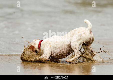 Un Chien Heureux Qui S'Est Mis À L'Arrêt Sur Le Tir De Mouvement À Grande Vitesse De Balle Banque D'Images