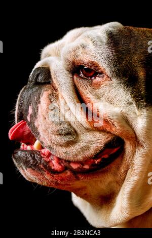Studio Portrait D'Un Buldog Anglais Mûr Pure Breed Banque D'Images