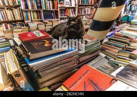 Chat assis sur des livres à l'intérieur de la célèbre bibliothèque - la librairie Acqua Alta à Venise, Italie. Banque D'Images