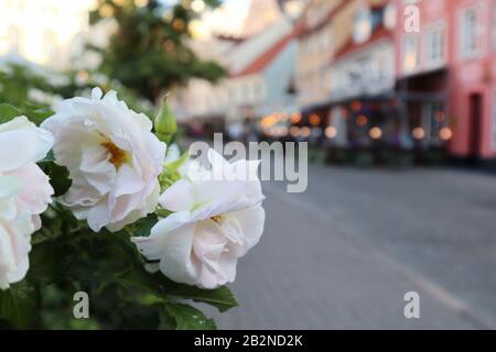 Roses roses blanches fleurs dans le vieux centre ville Riga Lettonie. L'Europe voyage avec de beaux vieux bâtiments café de rue. Gros plan macro avec lumières du soir Banque D'Images