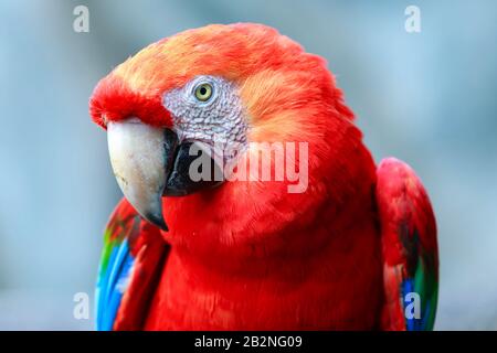 Le Scarlet Macaw Est Un Grand Macaw Coloré Il Est Autochtone À Humide Perennal Jungle Dans L'American Latitude Spectrum S'Étend De L'Extrême Sud De Pâques Banque D'Images