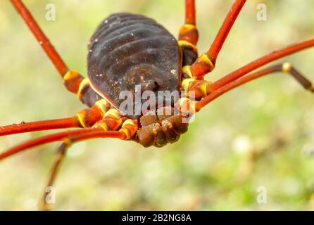 Anciennement Phalangida notes sont d'un ordre d'Arachnides communément appelé Harvestmen Banque D'Images