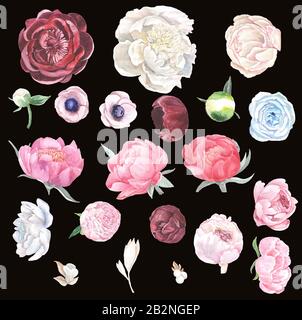 Collection florale de pivoines, anémones et roses. Fleurs dessinées à la main isolées sur fond sombre. Banque D'Images