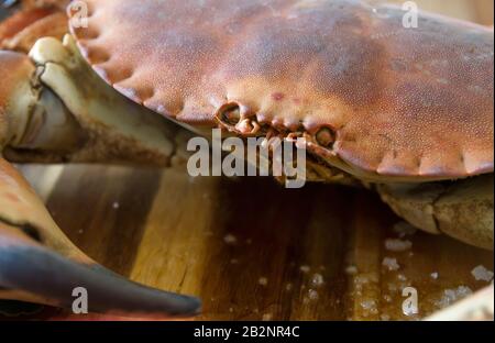 Crabe brun frais et comestible sur le plan de cuisine en bois, cuisant de délicieux fruits de mer Banque D'Images