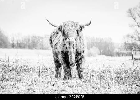 Scottish highlander une belle vache sauvage avec d'énormes cornes dans l'herbe marécageuse près de la rivière des pluies IJssel dans la réserve naturelle près de Fortmond, le Néth Banque D'Images