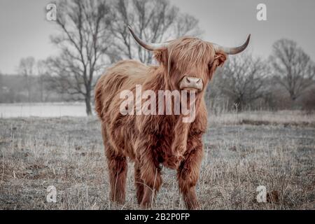 Scottish highlander une belle vache sauvage avec d'énormes cornes dans l'herbe marécageuse près de la rivière des pluies IJssel dans la réserve naturelle près de Fortmond, le Néth Banque D'Images