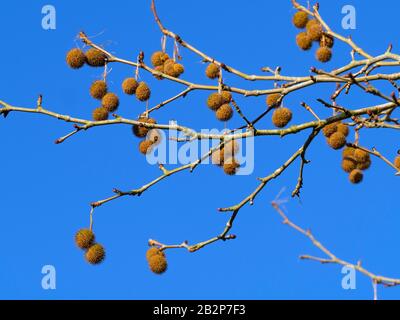 London Plan Tree x Piatanus hispanicus Banque D'Images
