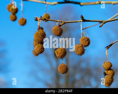 London Plan Tree x Piatanus hispanicus Banque D'Images