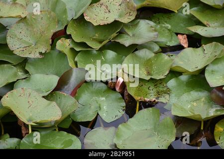 Feuilles de lotus vert brillantes et humides sur la surface de l'eau claire Banque D'Images