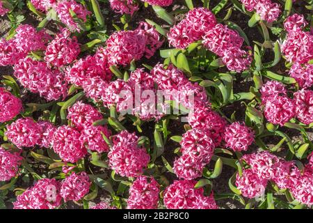 Jacinthe Rose Surprise Dutch Jacinthe. Le parfum des hyacinthes fleuris. Banque D'Images