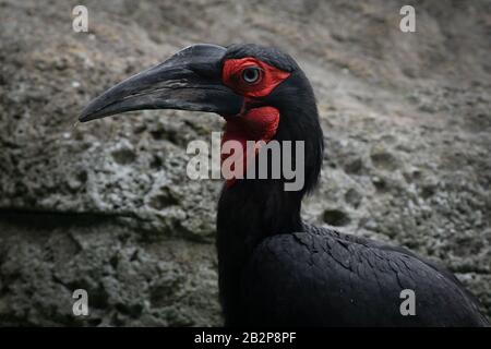 Portrait en face d'un magnifique oiseau noir de charme du sud Banque D'Images