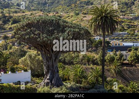 Drago Tree, Dragon Tree, drago milenario, Dracaena draco à Icod de los Vinos réputé être plus de 700 ans, Tenerife, îles Canaries, Espagne Banque D'Images