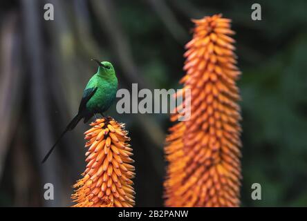 Un mâle à plumage de Malachite Sunbird se nourrissant sur une fleur d'aloès. Nom scientifique: Nectarinia famosa. Afrique Du Sud. Banque D'Images