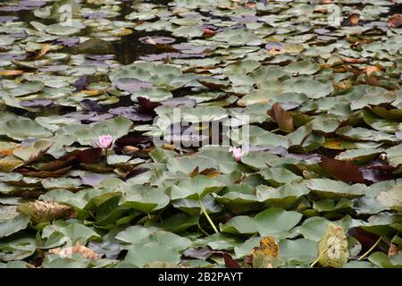 Les fleurs de Lotus parmi les grandes feuilles vertes flottent sur la surface de l'eau Banque D'Images