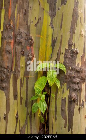 Nouvelle croissance des feuilles contre l'écorce colorée de l'eucalyptus arc-en-ciel sur Kauai Banque D'Images