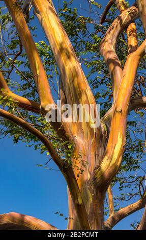 Motifs des branches de l'écorce colorée des arbres d'eucalytpus arc-en-ciel sur le fond du ciel bleu de Kauai Banque D'Images