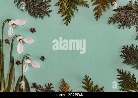 Printemps, photo de trois chutes de neige placées dans une position croissante sur un fond turquoise avec des branches d'épinette sur les bords , ombres des pétales Banque D'Images