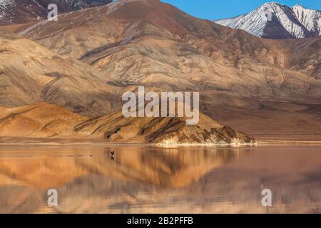 Oiseau survolant réflexion miroir dans un lac calme. Lumière du matin. Mongolie Occidentale Banque D'Images