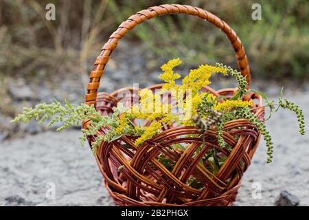 Comparaison de Solidago, de wormwood ou d'Artemisia absinthium et d'Ambrosia floraison en été. Mise au point douce. Plantes médicinales collectées sur une dalle de béton. Banque D'Images