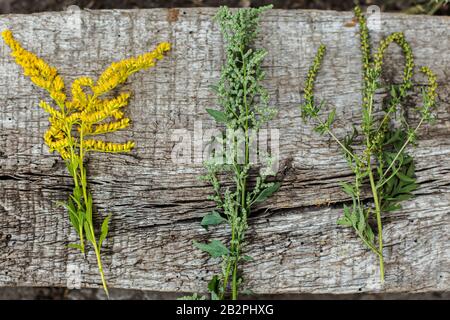 Comparaison de Solidago, de wormwood ou d'Artemisia absinthium et d'Ambrosia floraison en été. Mise au point douce. Plantes médicinales collectées sur une dalle de béton. Banque D'Images