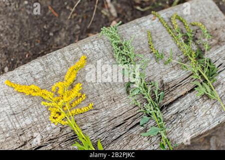 Comparaison de Solidago, de wormwood ou d'Artemisia absinthium et d'Ambrosia floraison en été. Mise au point douce. Plantes médicinales collectées sur une dalle de béton. Banque D'Images