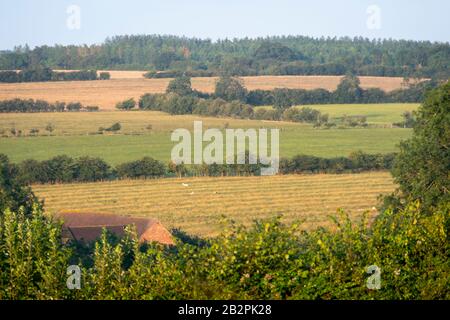 Champs sur les collines ondulantes, Napton sur la colline, près de Rugby, Warwickshire, Angleterre Banque D'Images