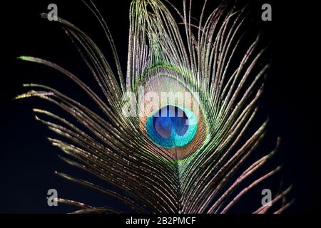 Belle plume de paon gros plan. Jolie plume de paon oiseau. Banque D'Images