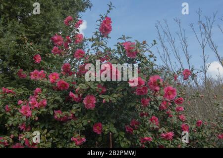 Arbuste Camellia rose À Fleurs d'hiver (Camellia x williamsii 'Hilo') dans un jardin de campagne dans le Devon rural, Angleterre, Royaume-Uni Banque D'Images