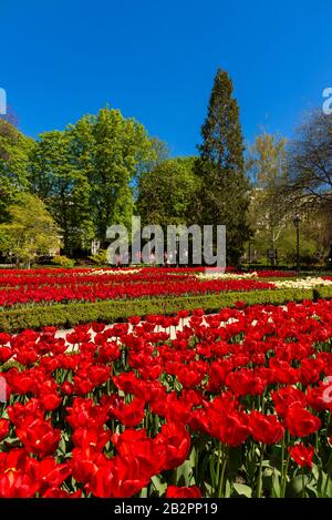 Tulipes rouges dans les jardins botaniques royaux, Madrid, Espagne Banque D'Images