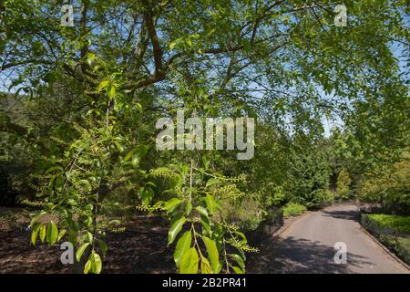 Printemps Foliage et Berries d'un arbre de cerisier noir (Prunus serotina) dans un parc du Devon rural, Angleterre, Royaume-Uni Banque D'Images