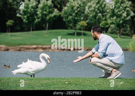 jeune homme debout avec une main étirée près du cygne blanc dans le parc Banque D'Images