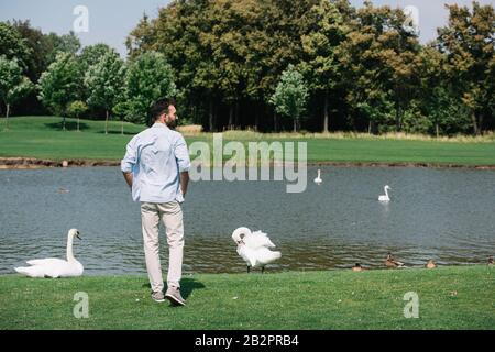 vue arrière du jeune homme se tenant près de l'étang avec des cygnes blancs dans le parc Banque D'Images