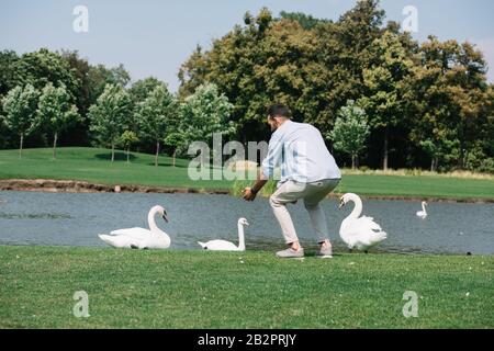 jeune homme debout avec des mains tendues près de cygnes blancs dans le parc Banque D'Images