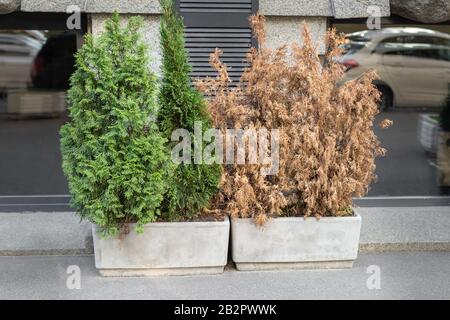 Les schfrottez de thujas morts et de thujas, vert vif, dans de grands pots en béton sur le trottoir contre les murs gris du bâtiment sur les rues de la ville en plein air. Plantes Banque D'Images