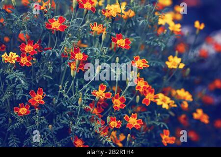 Belle fée rêve magique jaune rouge marigold marietta fleurs. Fond fleuri naturel vif et lumineux. Couleurs de beauté de la nature. Couleur écologique naturelle Banque D'Images