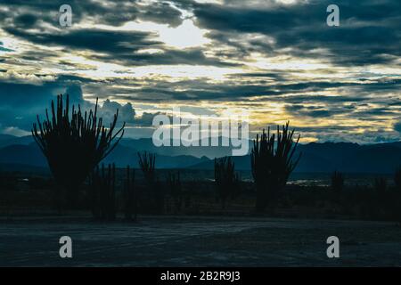 Silhouettes de plantes exotiques sous le ciel nuageux de coucher de soleil dans le désert de Tatacoa, Colombie Banque D'Images