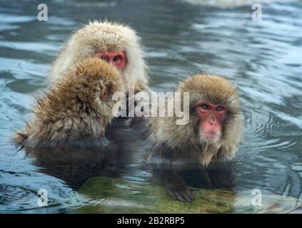 La famille des macaques japonais nettoie la laine dans l'eau des sources chaudes naturelles. Toilettage des Monkeys de neige.La macaque japonaise.Macaca fuscata, Banque D'Images