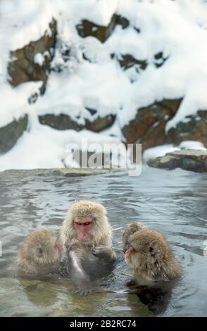 La famille des macaques japonais nettoie la laine dans l'eau des sources chaudes naturelles. Toilettage des Monkeys de neige.La macaque japonaise.Macaca fuscata, Banque D'Images