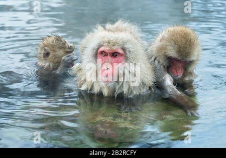 La famille des macaques japonais nettoie la laine dans l'eau des sources chaudes naturelles. Toilettage des Monkeys de neige.La macaque japonaise.Macaca fuscata, Banque D'Images