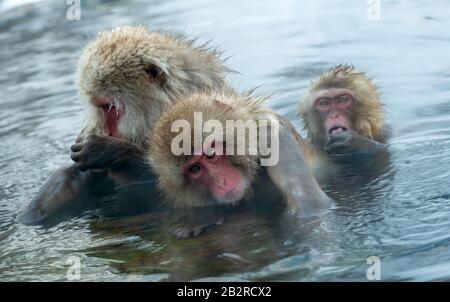 La famille des macaques japonais nettoie la laine dans l'eau des sources chaudes naturelles. Toilettage des Monkeys de neige.La macaque japonaise.Macaca fuscata, Banque D'Images