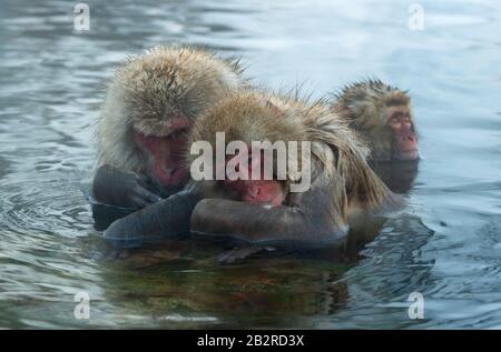 La famille des macaques japonais nettoie la laine dans l'eau des sources chaudes naturelles. Toilettage des Monkeys de neige.La macaque japonaise.Macaca fuscata, Banque D'Images