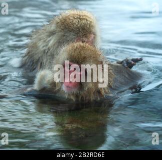 La famille des macaques japonais nettoie la laine dans l'eau des sources chaudes naturelles. Toilettage des Monkeys de neige.La macaque japonaise.Macaca fuscata, Banque D'Images