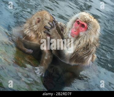 La famille des macaques japonais nettoie la laine dans l'eau des sources chaudes naturelles. Toilettage des Monkeys de neige.La macaque japonaise.Macaca fuscata, Banque D'Images