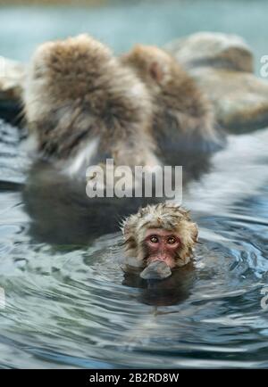 La famille des macaques japonais nettoie la laine dans l'eau des sources chaudes naturelles. Toilettage des Monkeys de neige.La macaque japonaise.Macaca fuscata, Banque D'Images